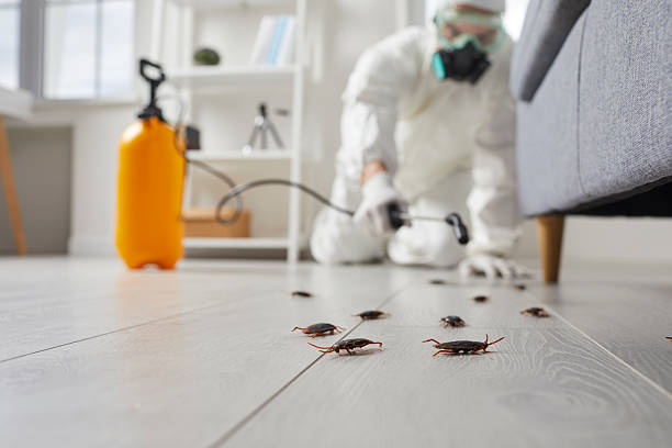 Commercial Kitchen Cockroach Control in Gonzalez